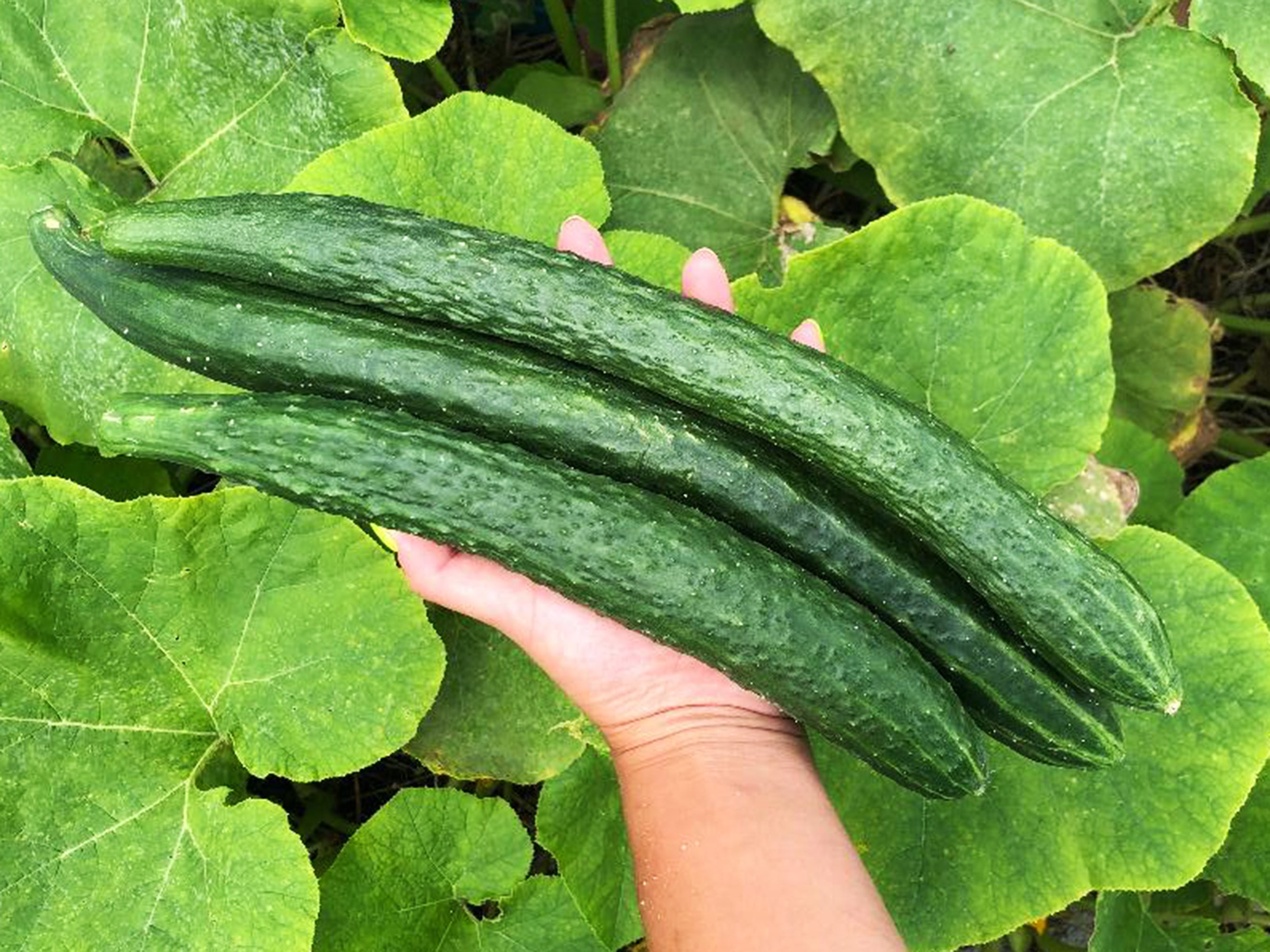 Japanese Cucumber – Nehemiah Superfood