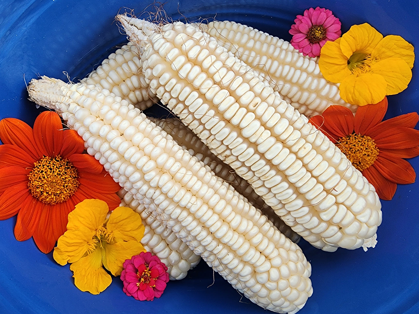 RARE Mayan White Maize Corn Seeds