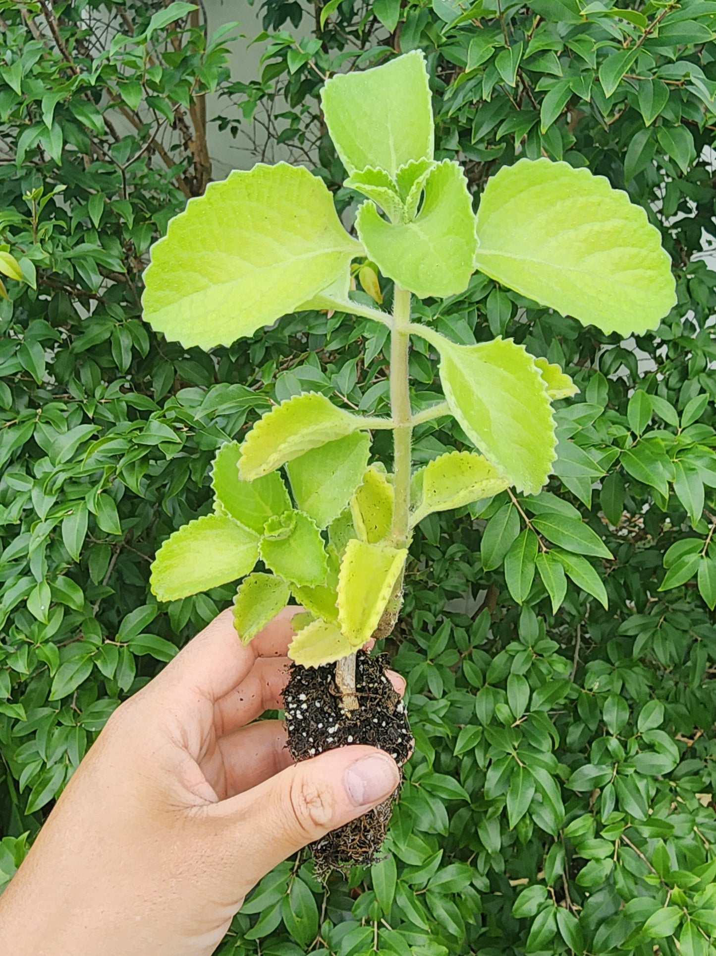 Cuban Oregano LIVE plant