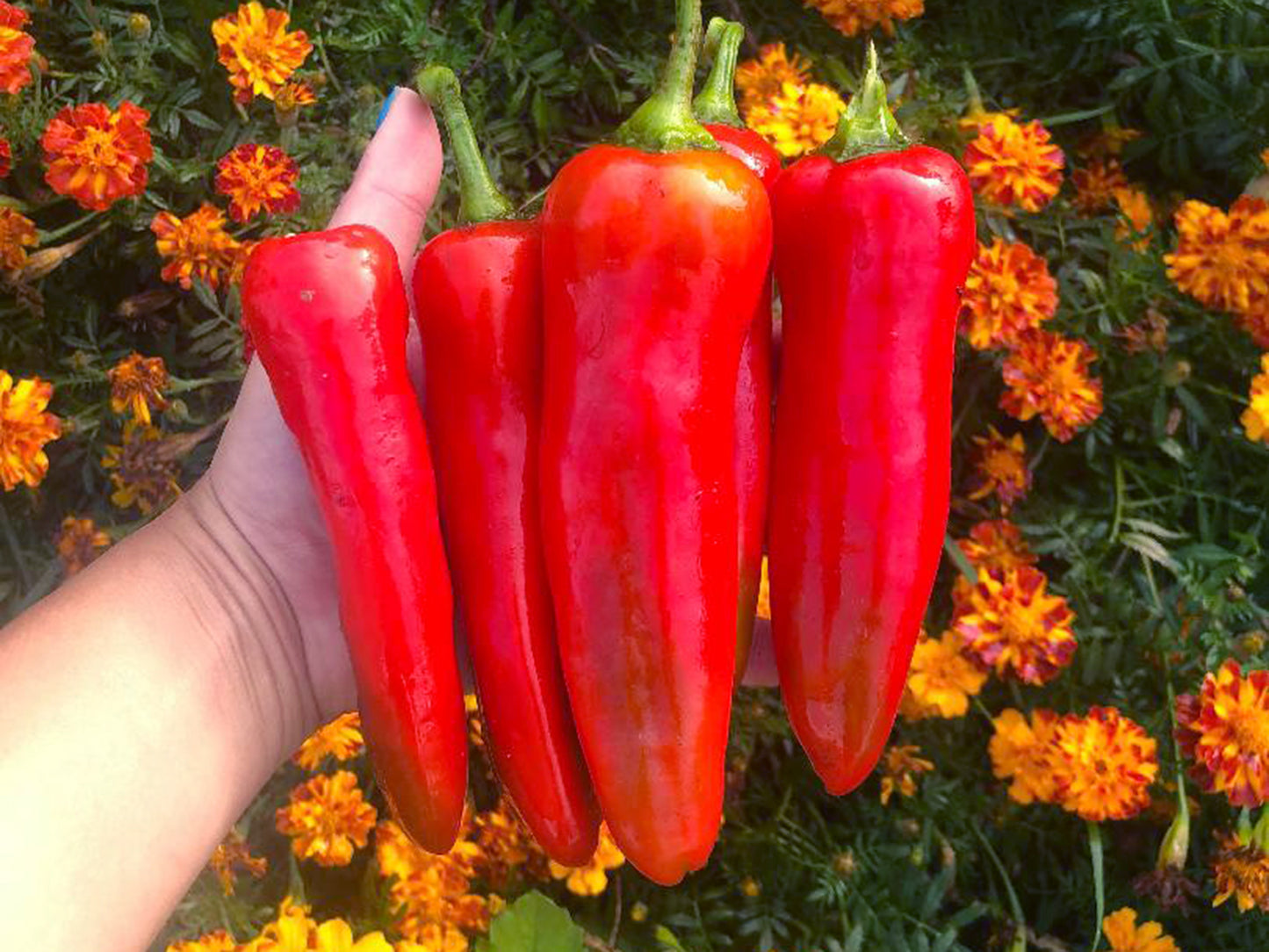 Marconi Red Italian Sweet Peppers