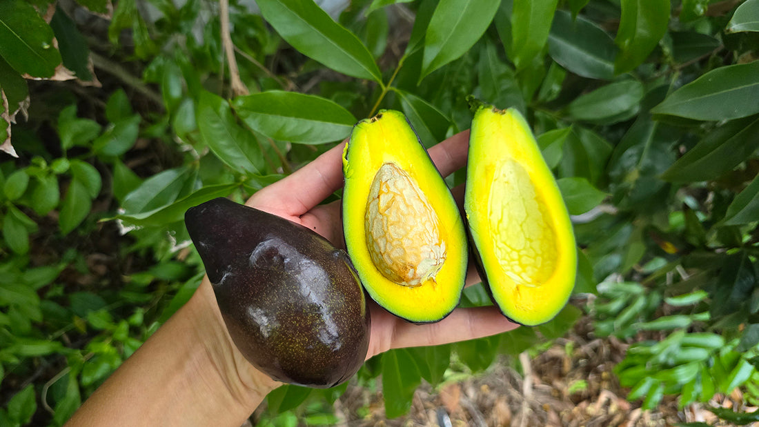 How to Grow Avocados in Your Backyard: Top 5 Tips To Growing Avocados