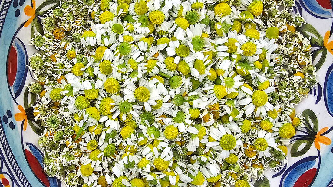 Growing Your Own Chamomile: From Seed to Sweet Tea