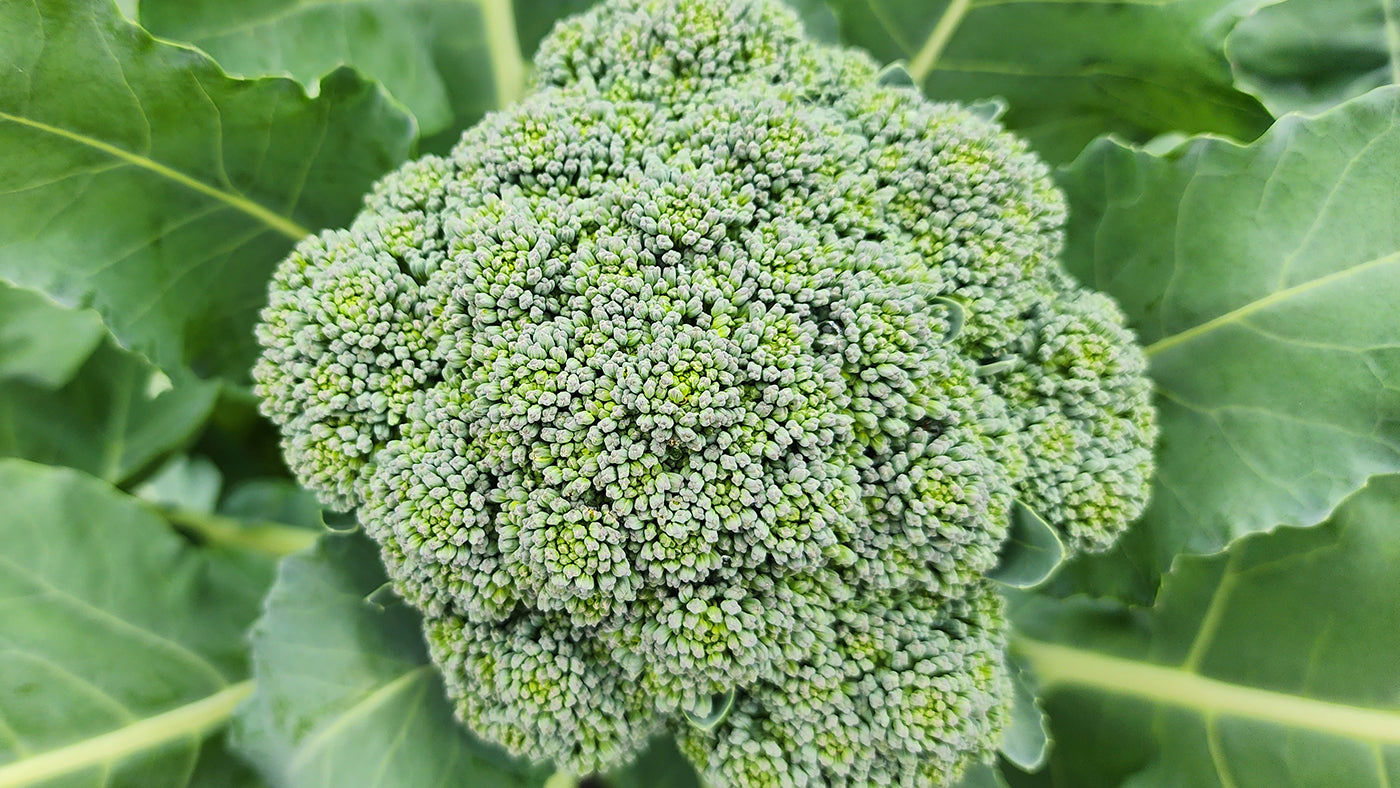 How to Grow Broccoli: A Comprehensive Guide from Seed to Harvest ...