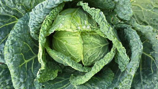 Cabbage Grow Guide & Cultivar Selection