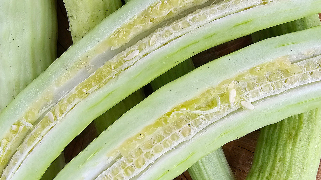 Discovering The Indian Snake Cucumber: A Heat-Tolerant Cucumber For Your Garden