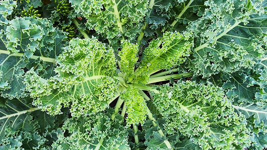 Kale Growing Guide