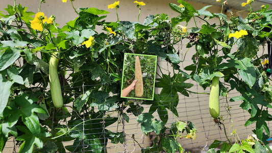 How to Grow & Quickly Germinate Luffa (loofah) Seeds