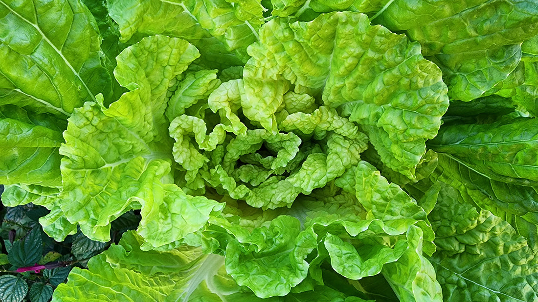 Napa Cabbage Growing Guide