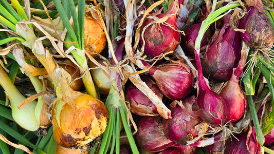 Top Tips From Professional Onion Farmers On How To Grow Big Onion Bulbs