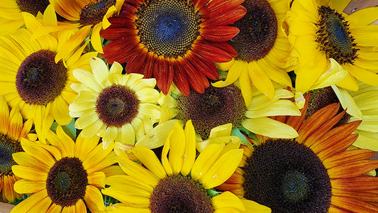 How To Grow Lots Of Sunflowers: From Seed To Bloom