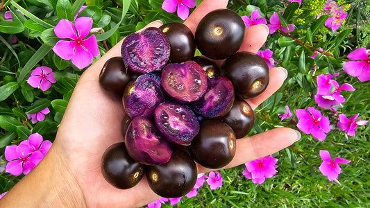 The Purple Tomato GMO: Review Of The Worlds First Purple Tomato Inside & Out