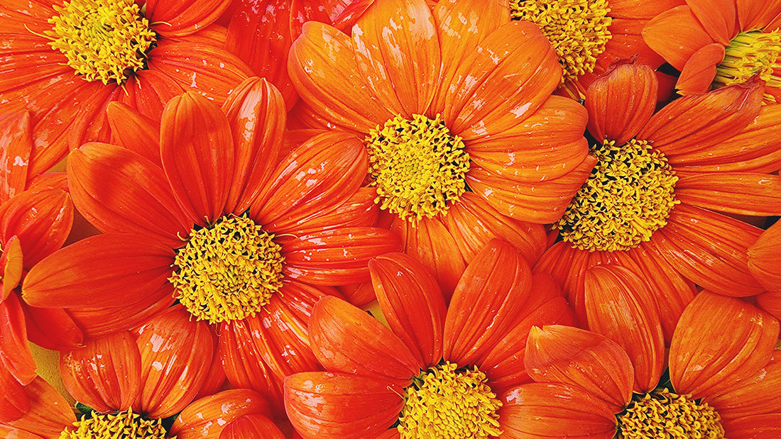 How to Grow Tithonia: A Guide to Thriving Mexican Sunflowers in Your Garden