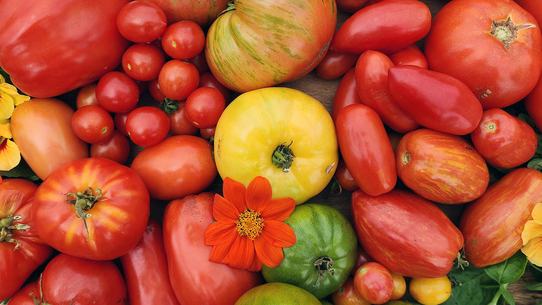 How To Sow Tomatoes From Seed To Grow Healthy Transplants