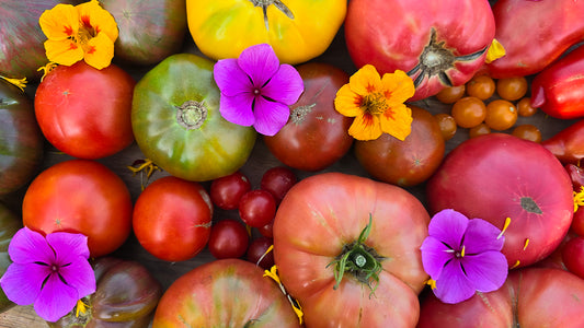 The Best Tomato Fertilizer Schedule To Increase Yields