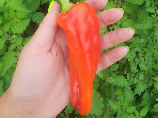 Aconcagua Giant Sweet Pepper Seeds