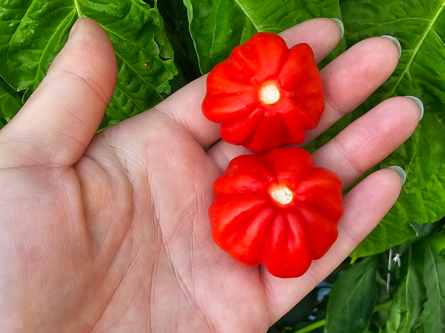 Aji Cachucha Pepper Seeds