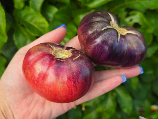 Aurora Blue Indeterminate Heirloom Tomato Seeds