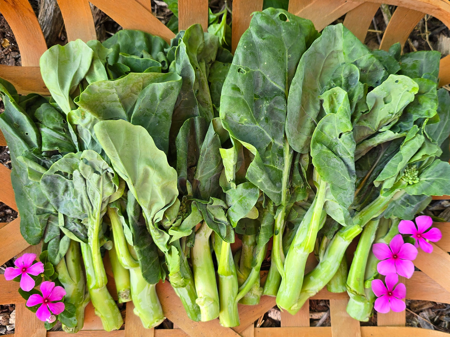 "Big Sum" XL Slicing Chinese Broccoli aka Kailaan Seeds