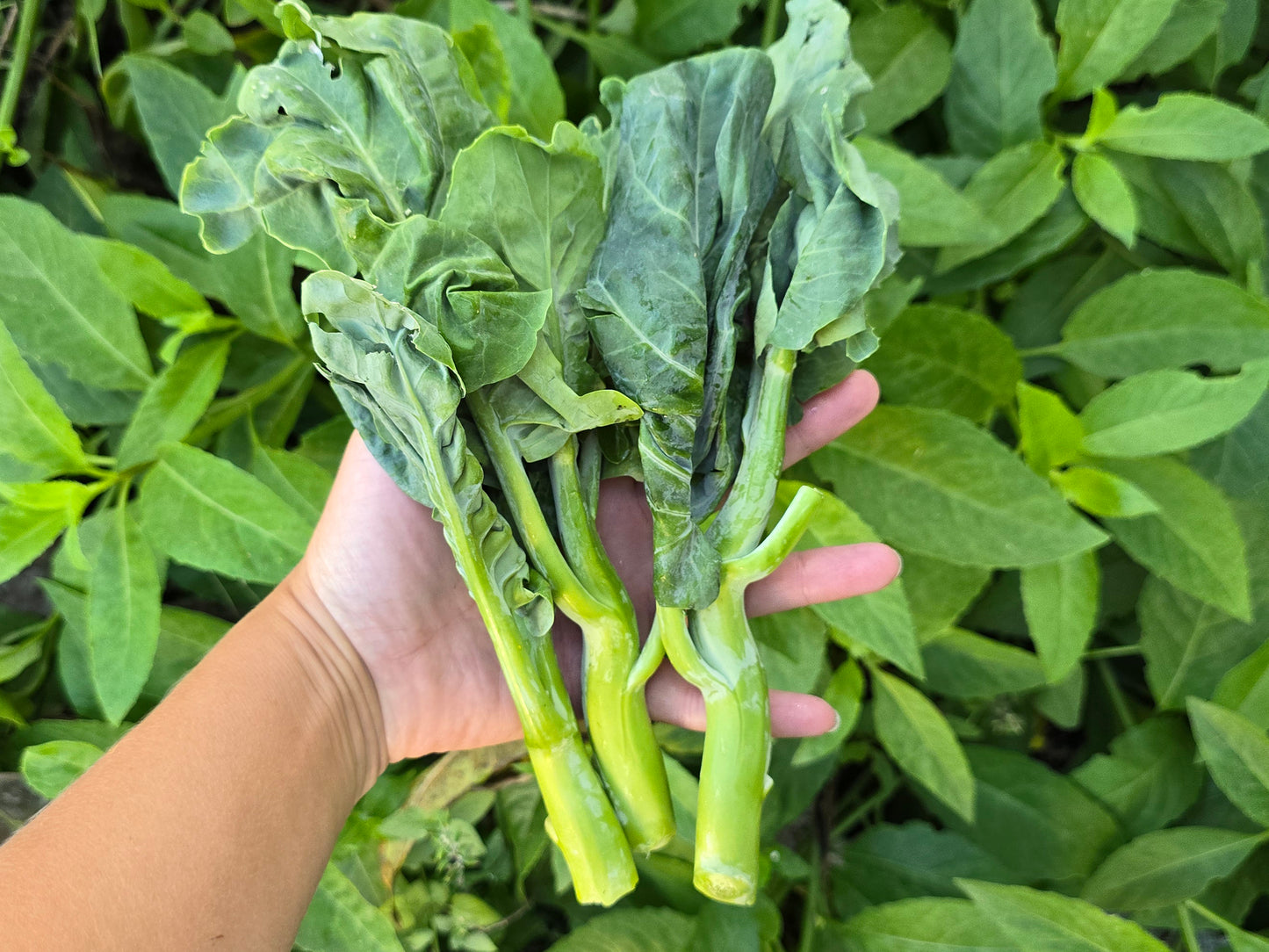 "Big Sum" XL Slicing Chinese Broccoli aka Kailaan Seeds