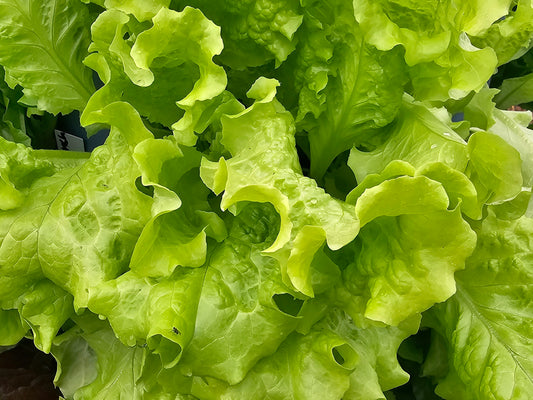 Black Seeded Simpson Lettuce Seeds