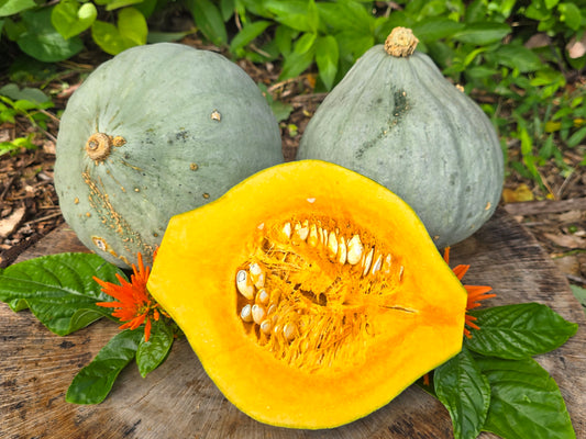 Blue Hubbard Squash Seeds