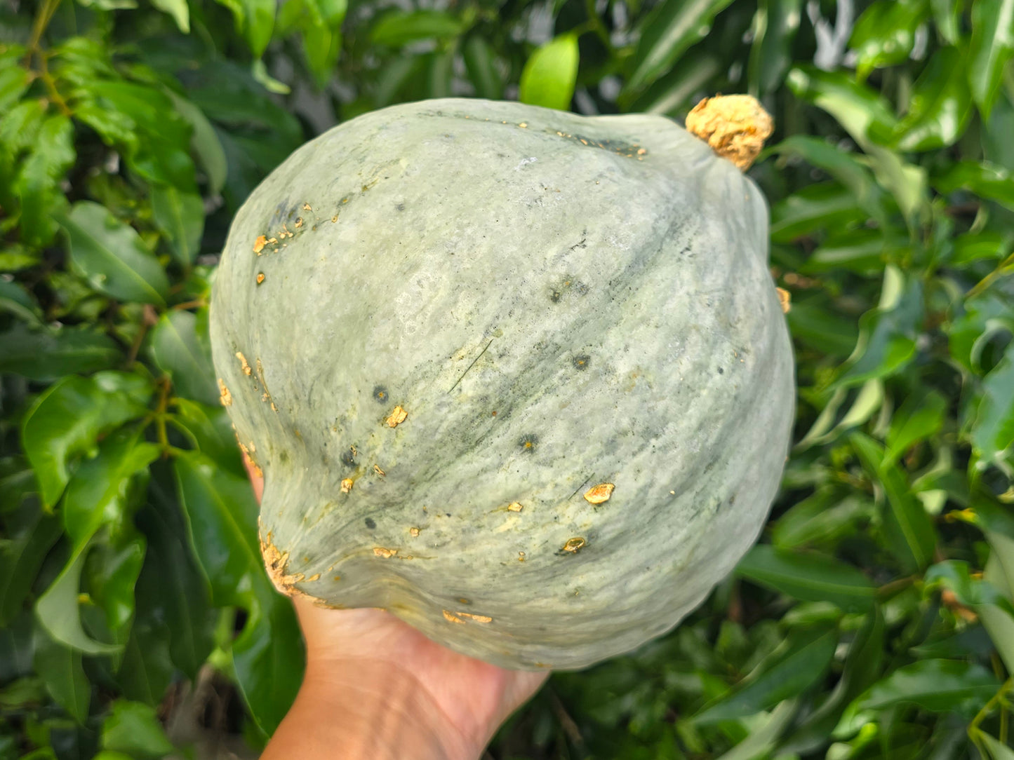 Blue Hubbard Squash Seeds