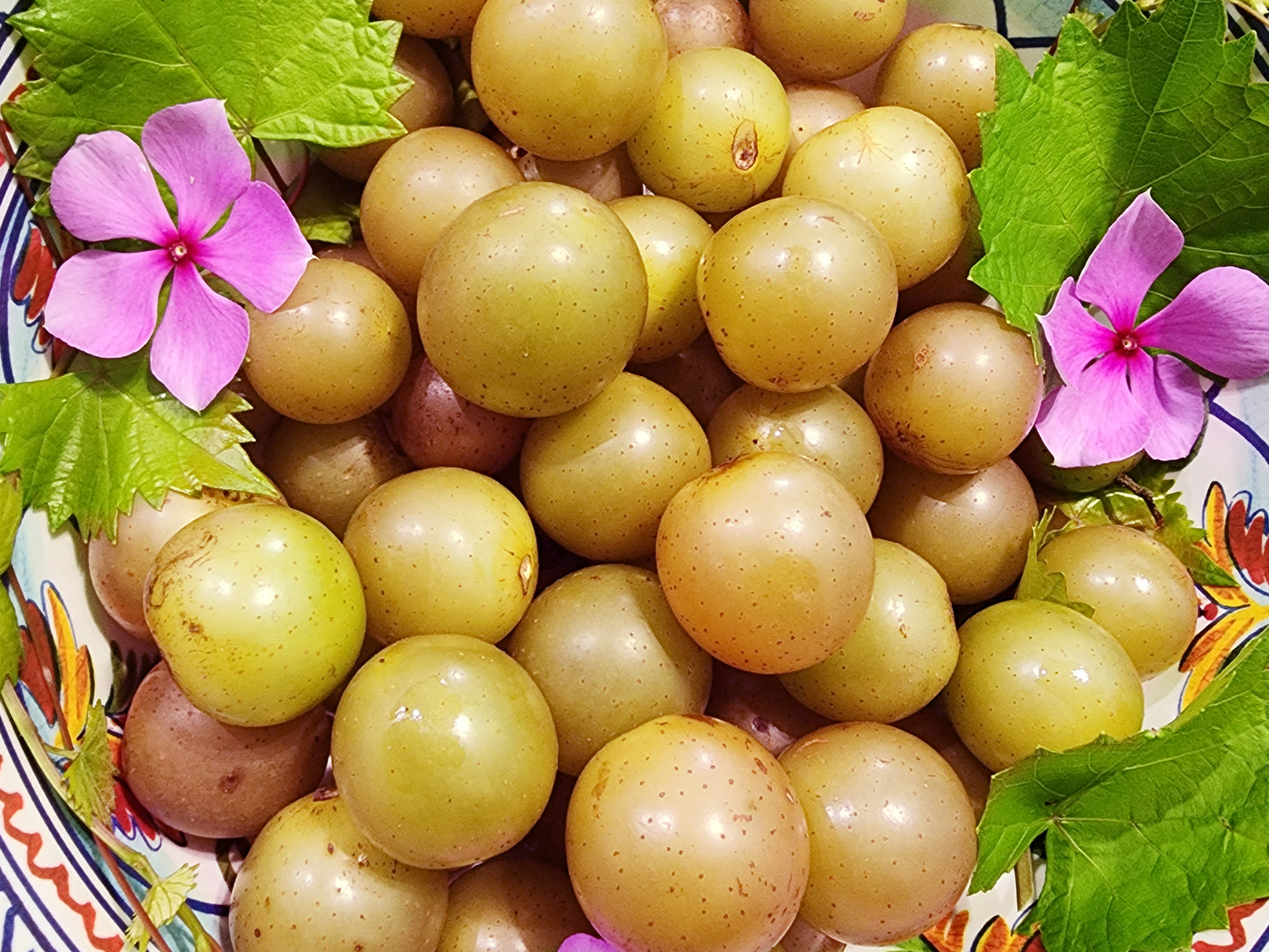 Carlos Bronze Muscadine Grape LIVE Perennial Plant