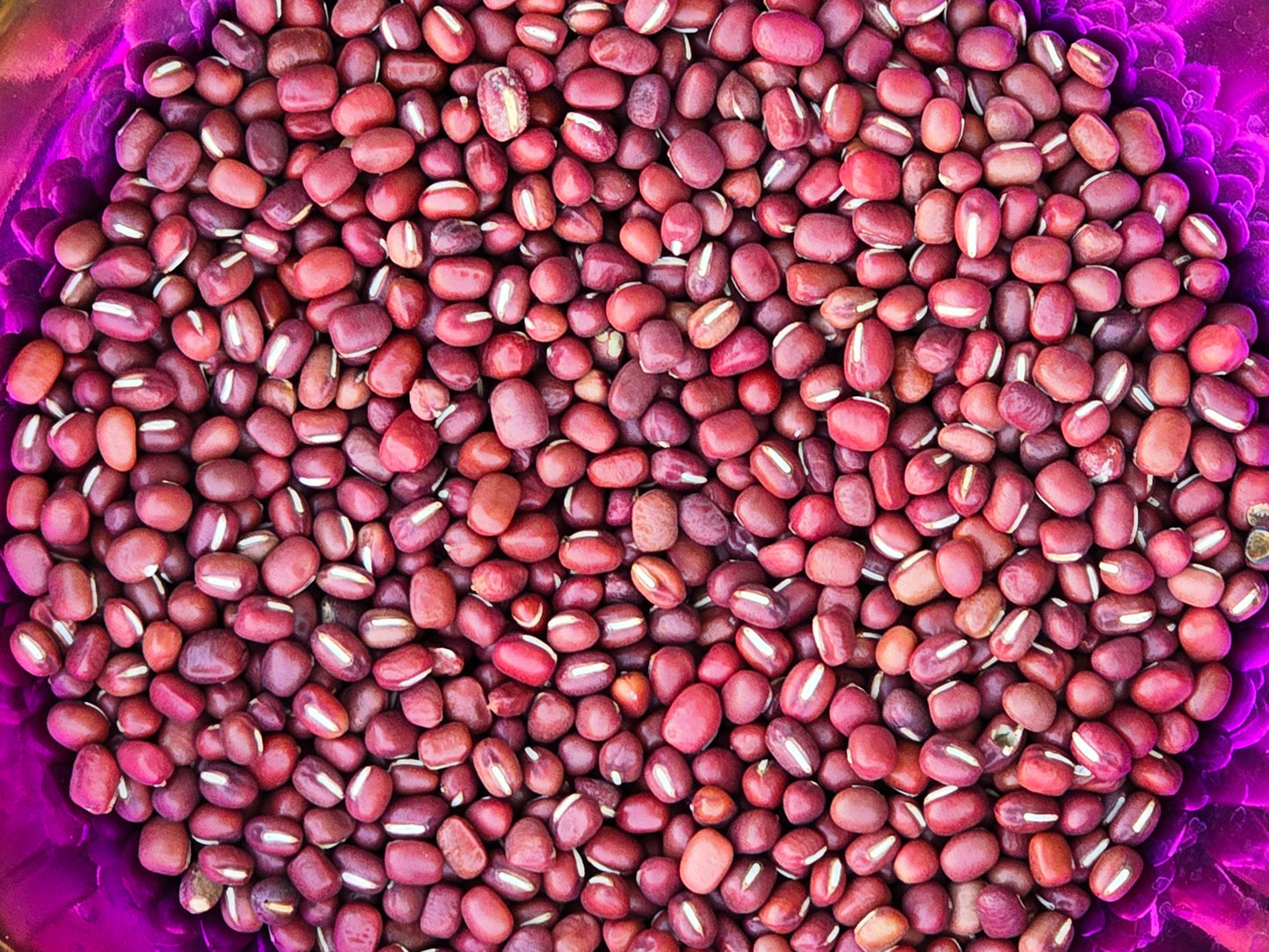 Doyou Azuki Bean Seeds