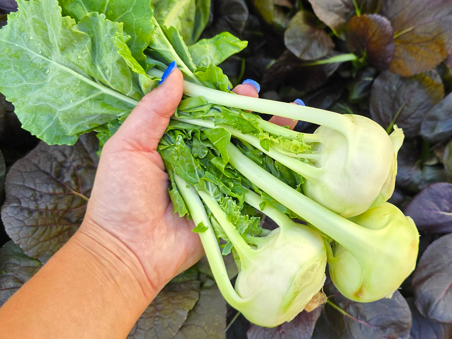 Early White Vienna Kohlrabi Seeds