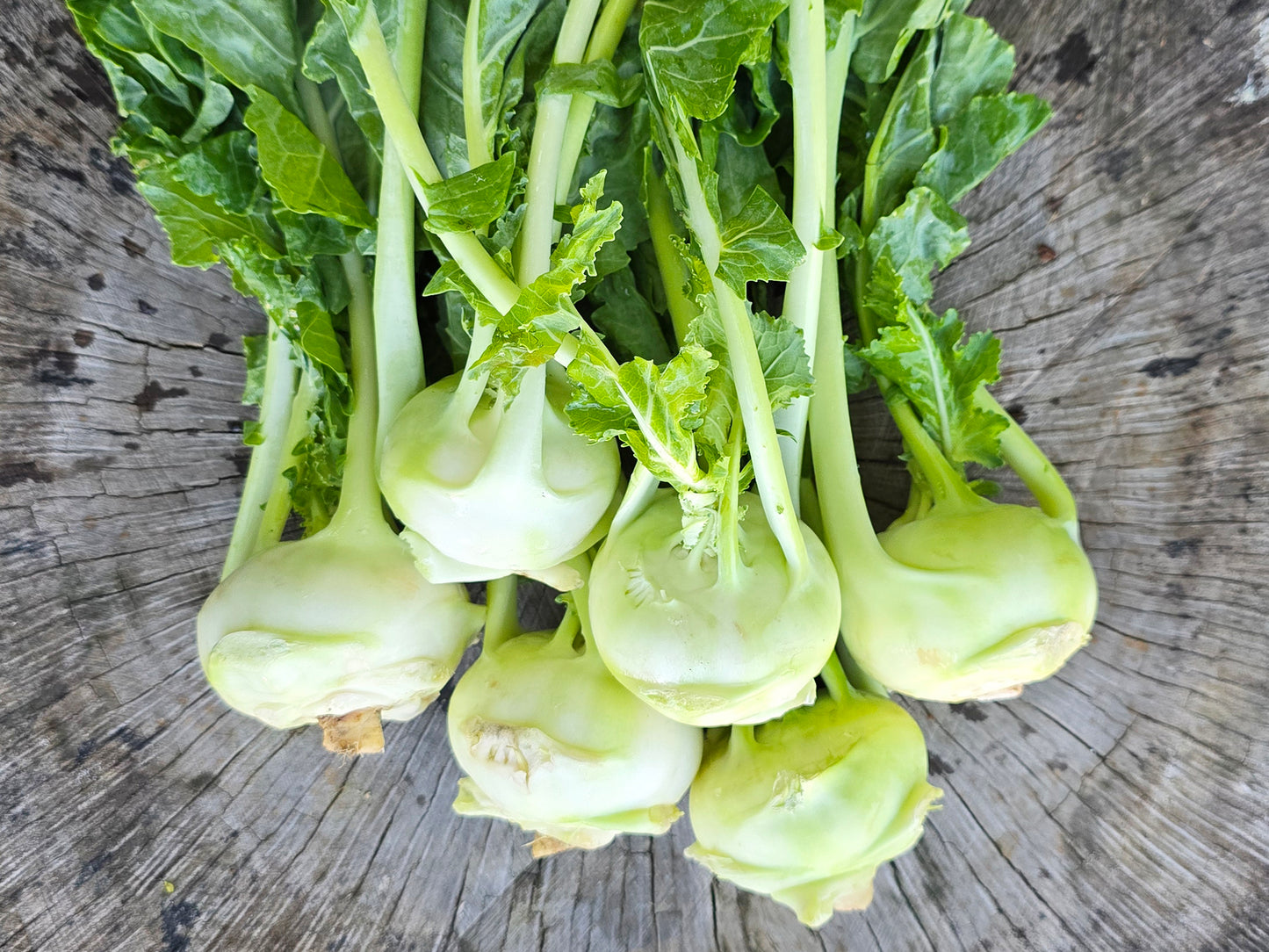 Early White Vienna Kohlrabi Seeds