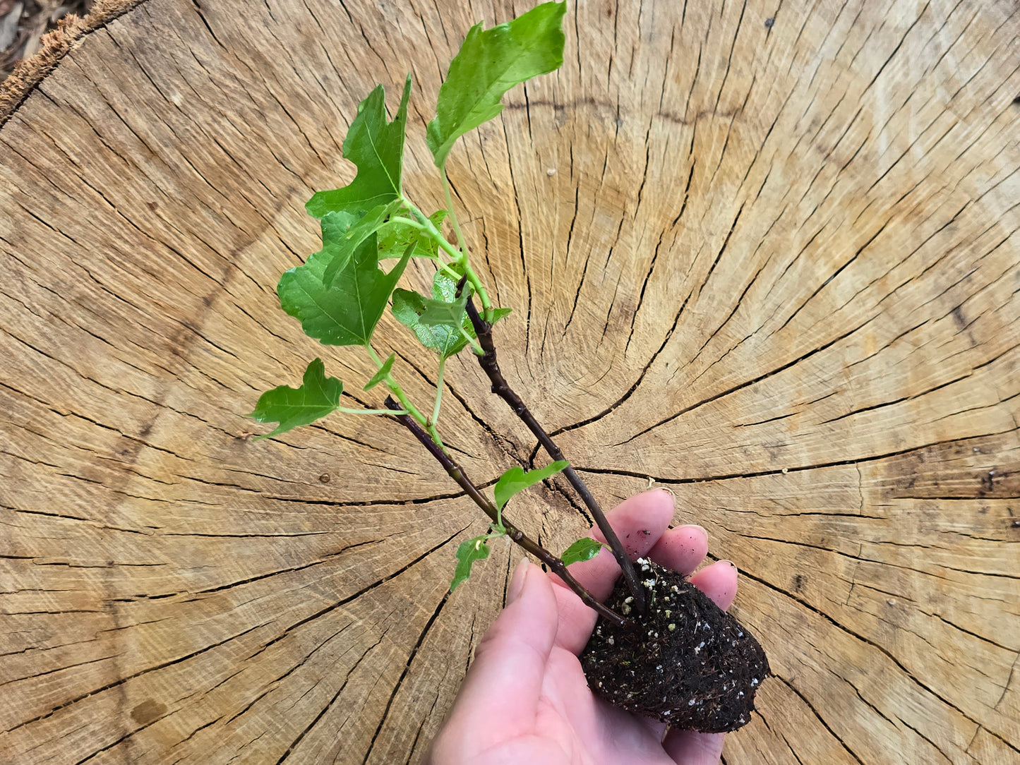 Olympian Fig Self-Fertile LIVE PLANT