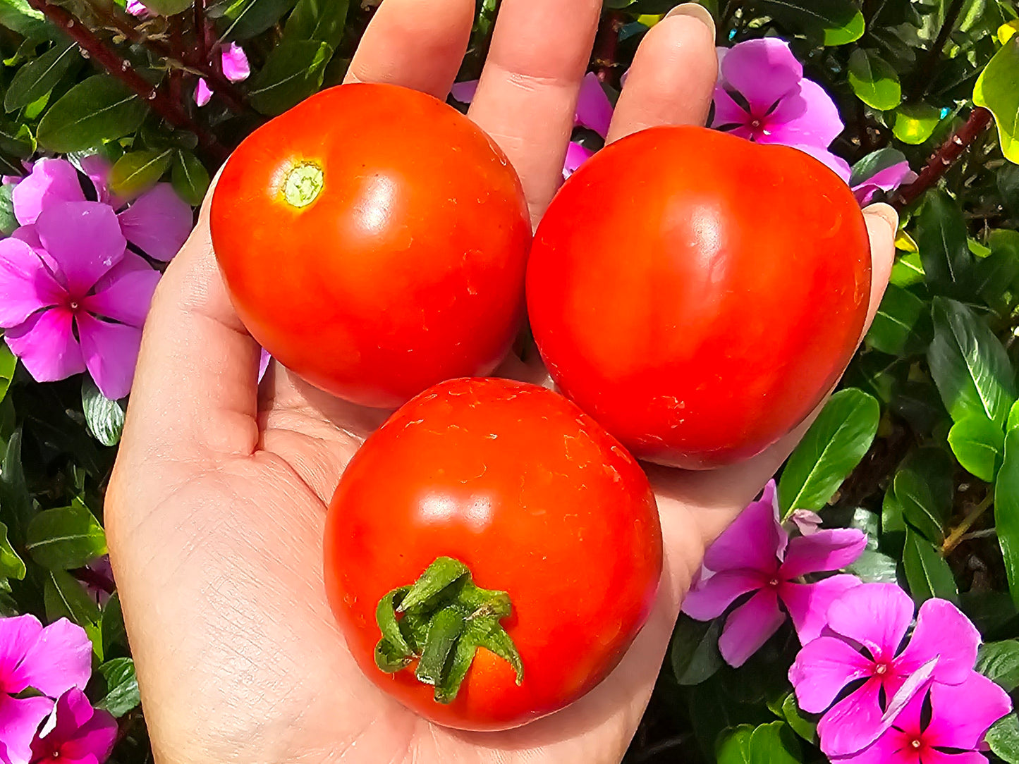 Floridade Heat Tolerant Tomato Seeds