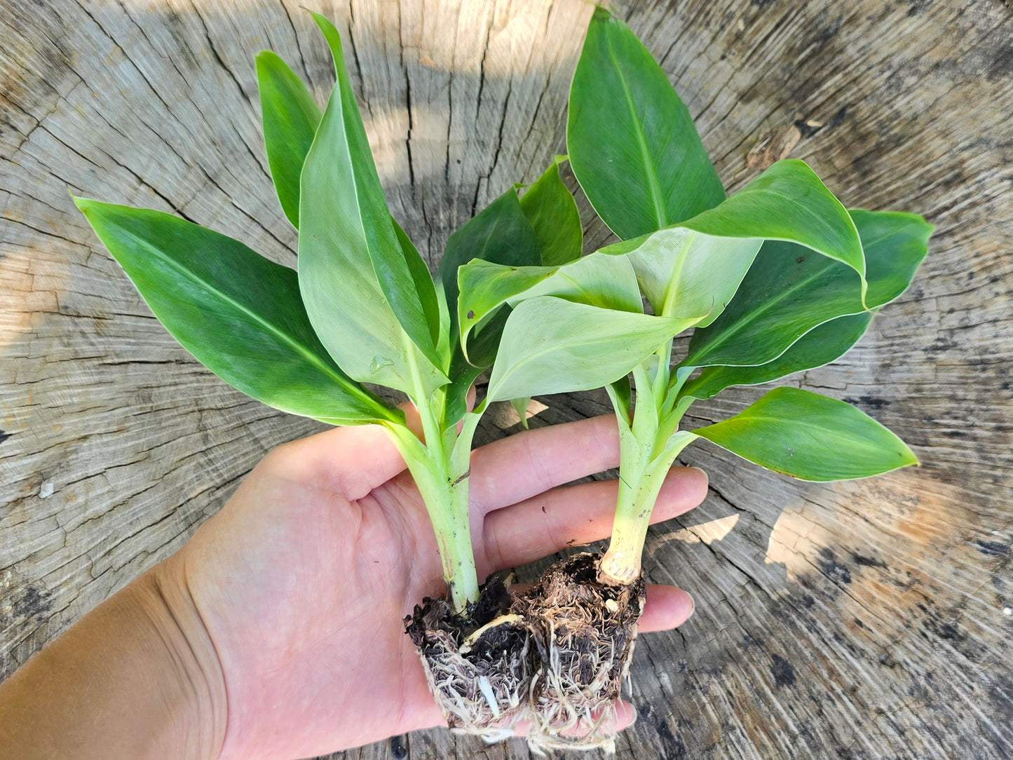 Gran Nain - Grocery Store Banana LIVE PLANT