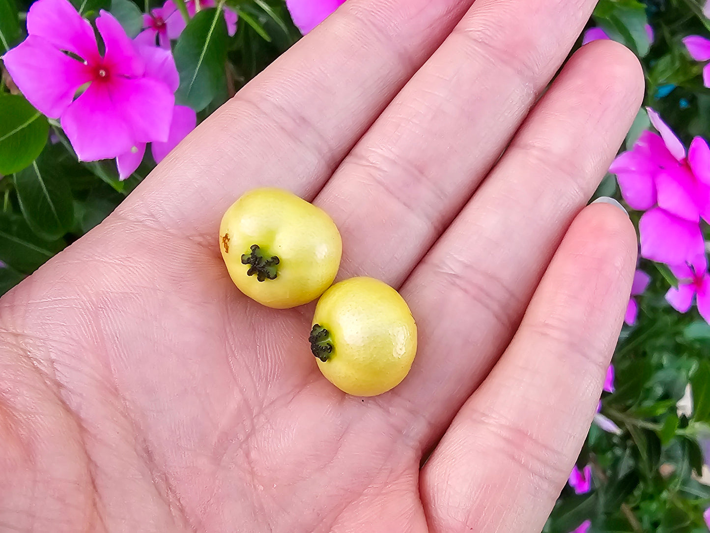 Yellow Jamaican Strawberry Tree Self-Fertile LIVE PLANT