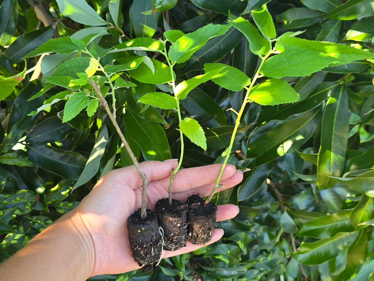 Yellow Jamaican Strawberry Tree Self-Fertile LIVE PLANT