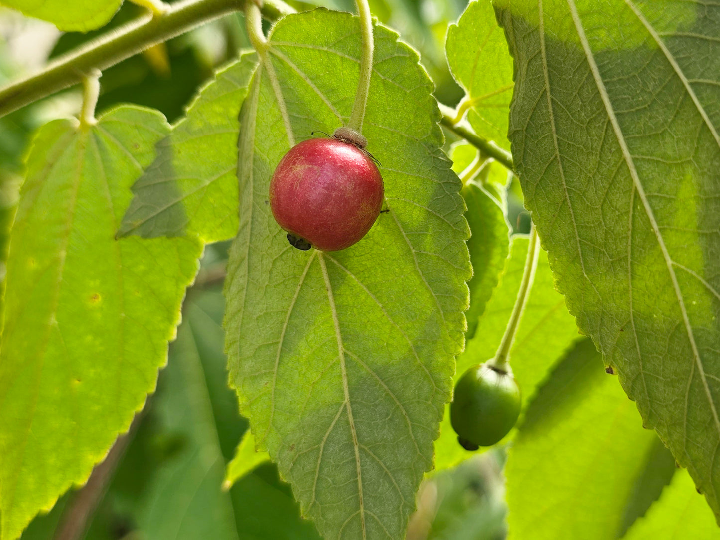 Red Jamaican Strawberry Tree Self-Fertile LIVE PLANT