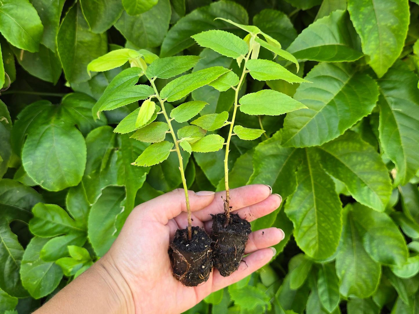 Red Jamaican Strawberry Tree Self-Fertile LIVE PLANT