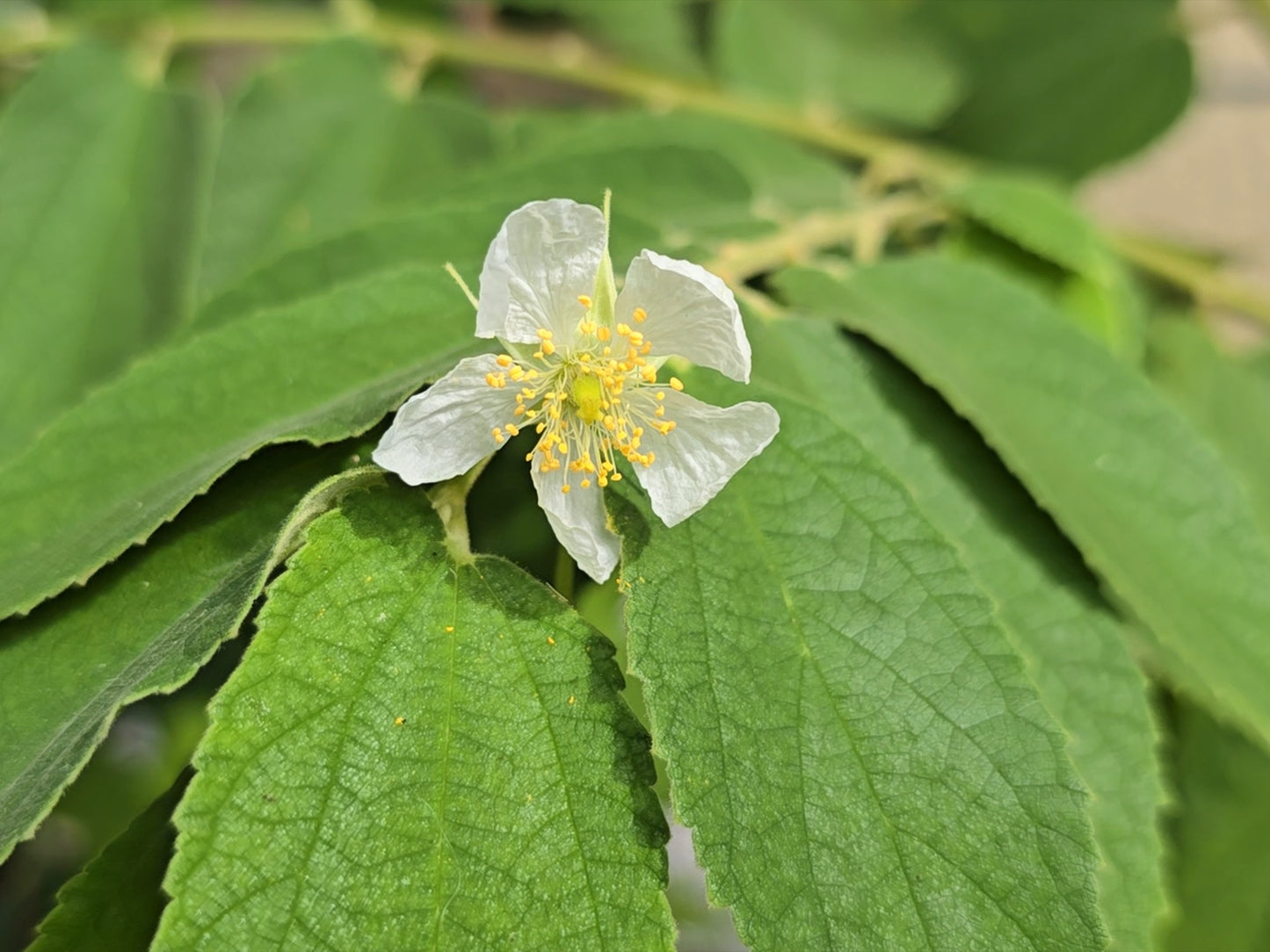 Yellow Jamaican Strawberry Tree Self-Fertile LIVE PLANT