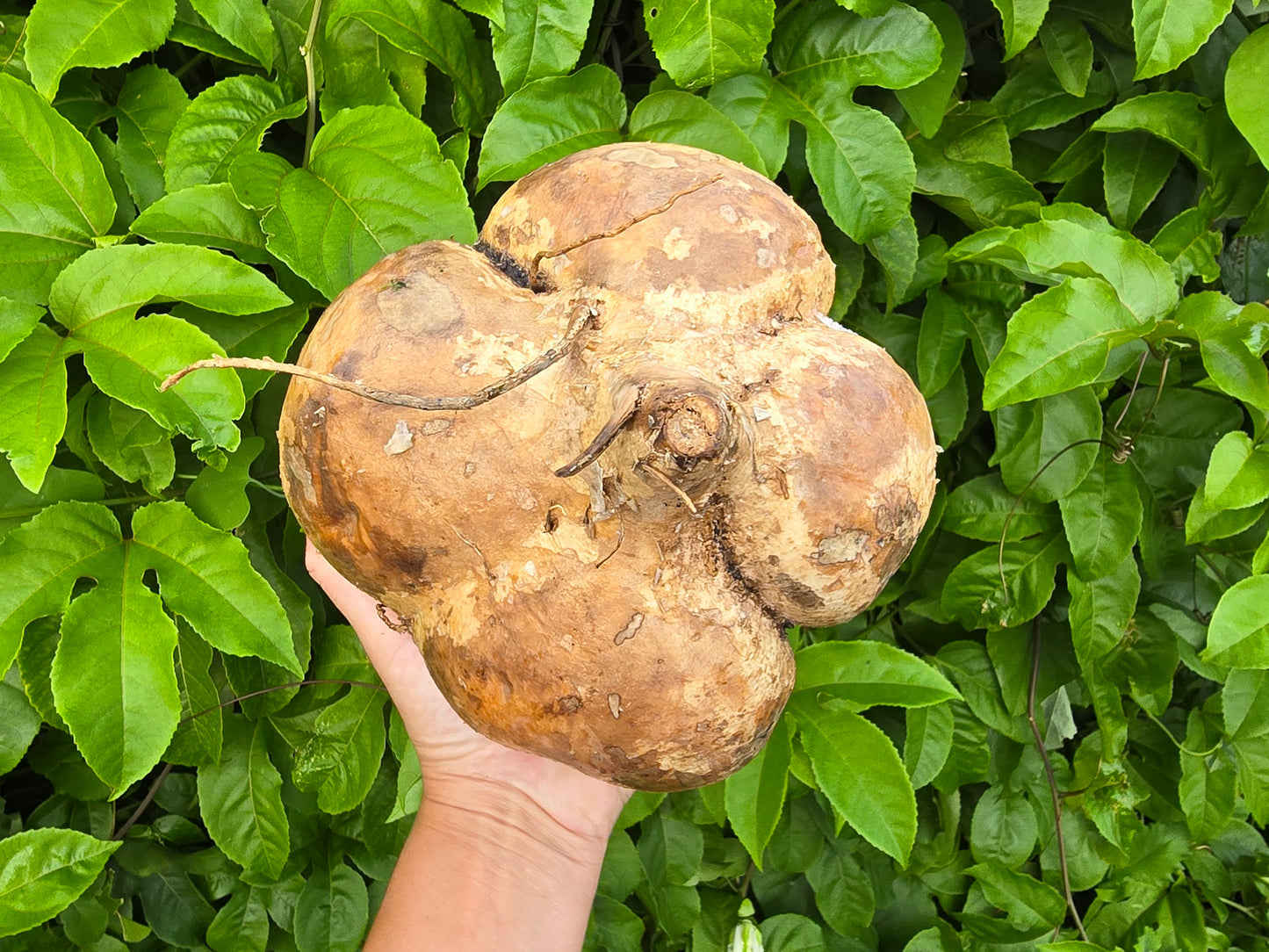 Thai Jicama Root Seeds