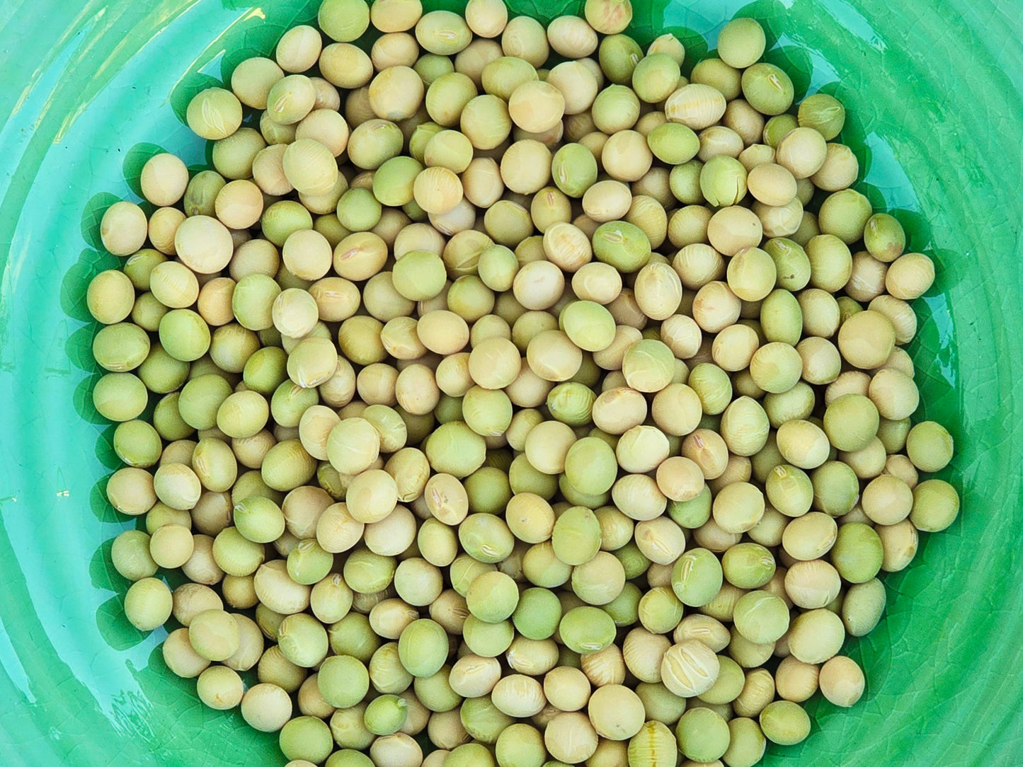 Karikachi No. 3 Soybean Seeds