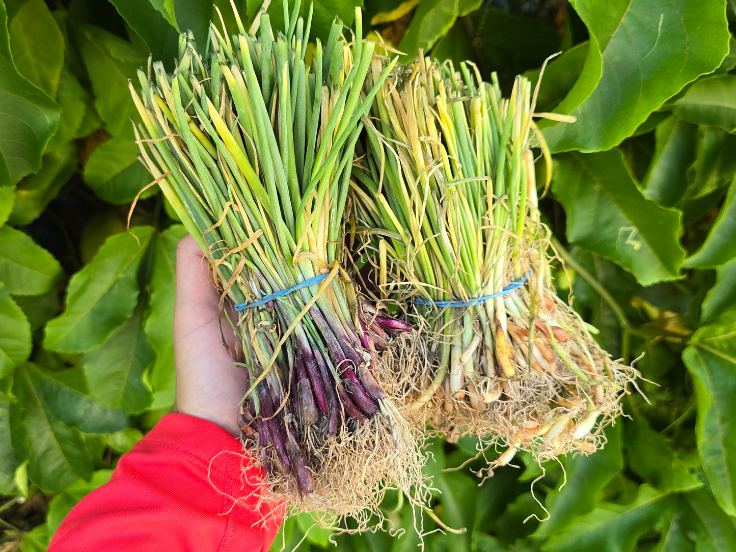 Short Day Sweet Onion LIVE PLANTS Bundles