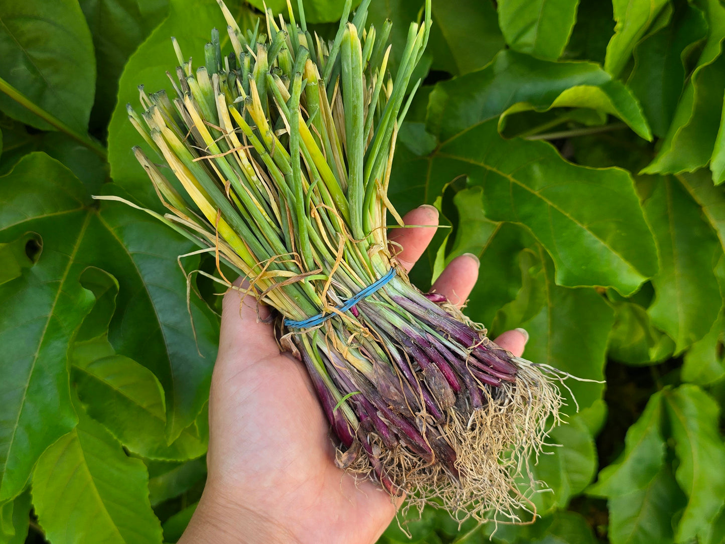 Short Day Sweet Onion LIVE PLANTS Bundles