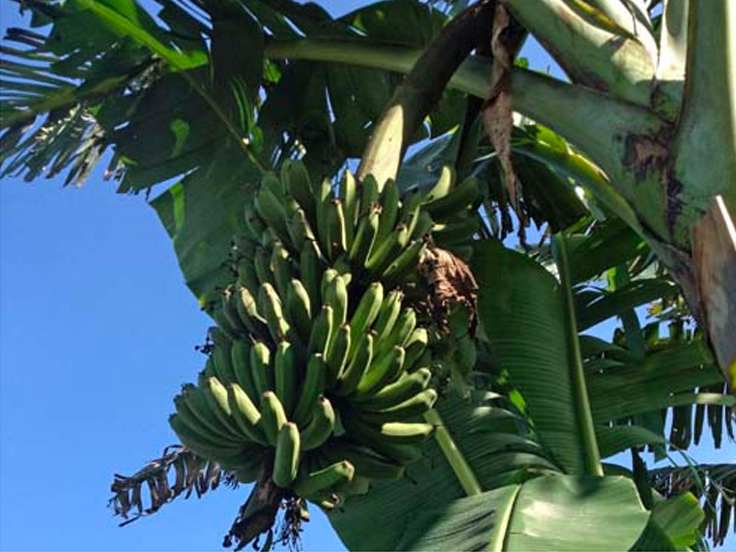 Lacatan - Best Tasting Banana LIVE PLANT