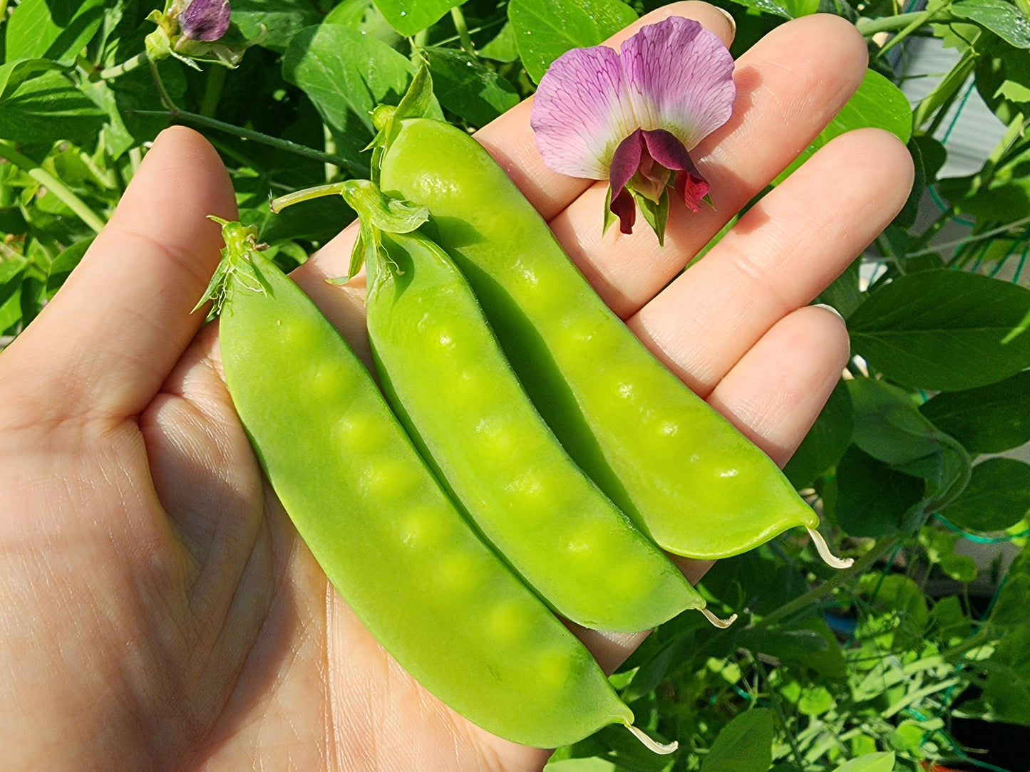 RARE Luang Prabang Snow Pea Seeds