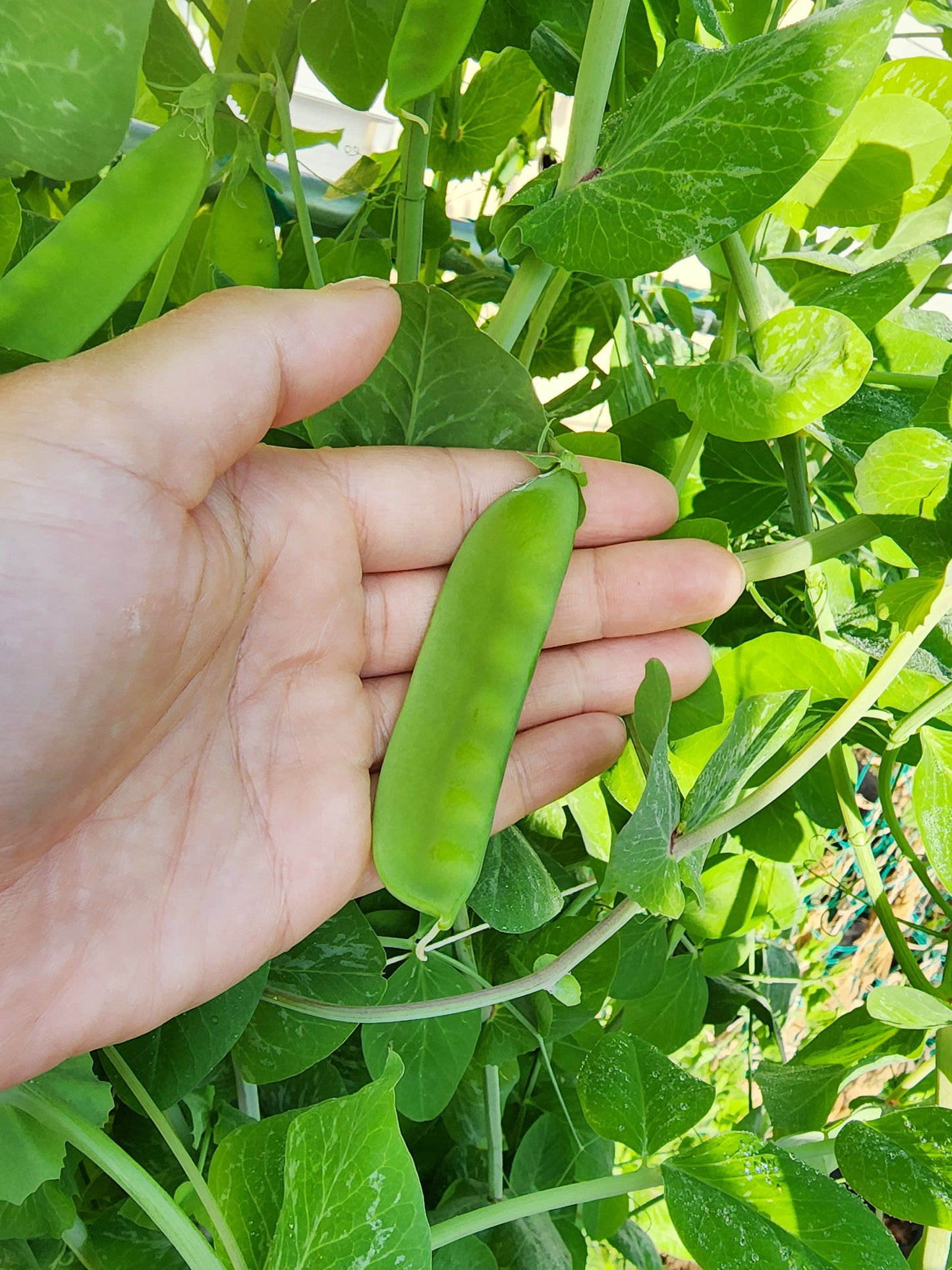 RARE Luang Prabang Snow Pea Seeds