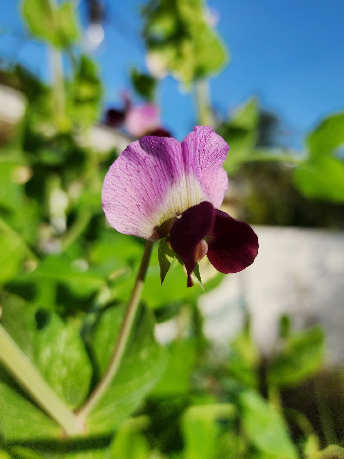 RARE Luang Prabang Snow Pea Seeds