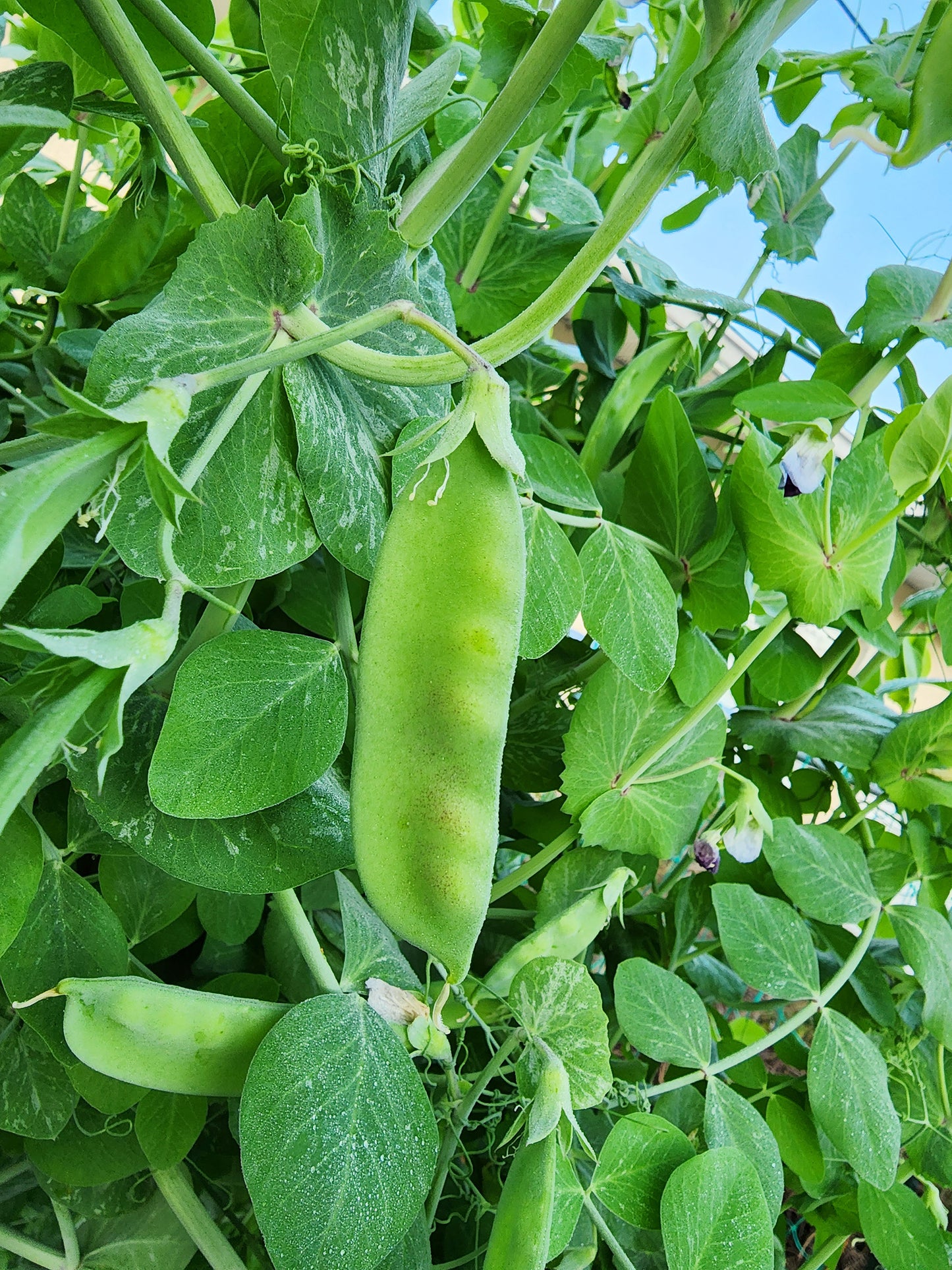 RARE Luang Prabang Snow Pea Seeds