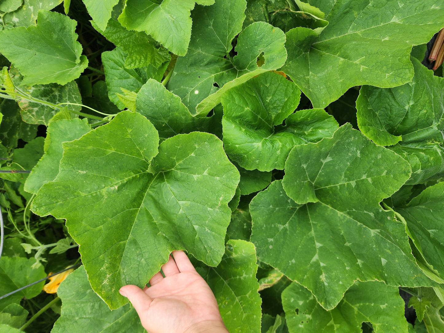 RARE Mayan Small Squash aka Calabacita Chica