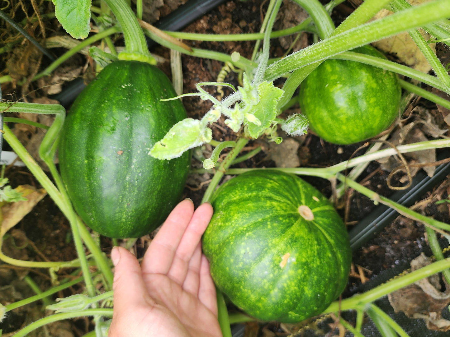 RARE Mayan Small Squash aka Calabacita Chica