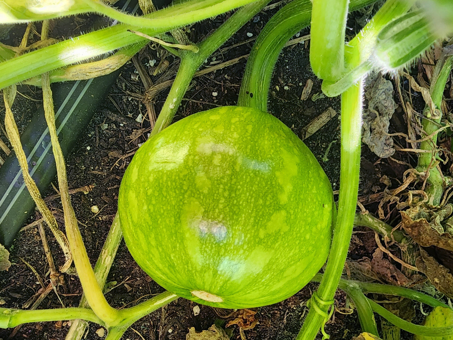 RARE Mayan Small Squash aka Calabacita Chica